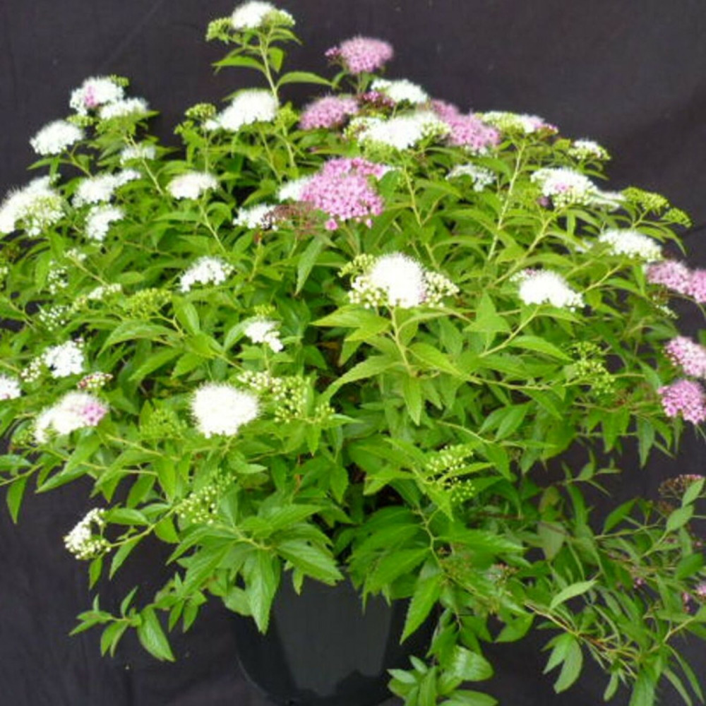 Spirée du japon shirobana, spiraea pot de 1,5l - 10/20 cm