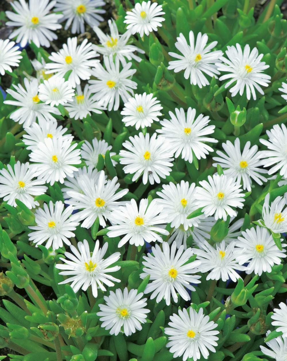 Delosperma jewel of desert moon stone plante vivace - 3 godets