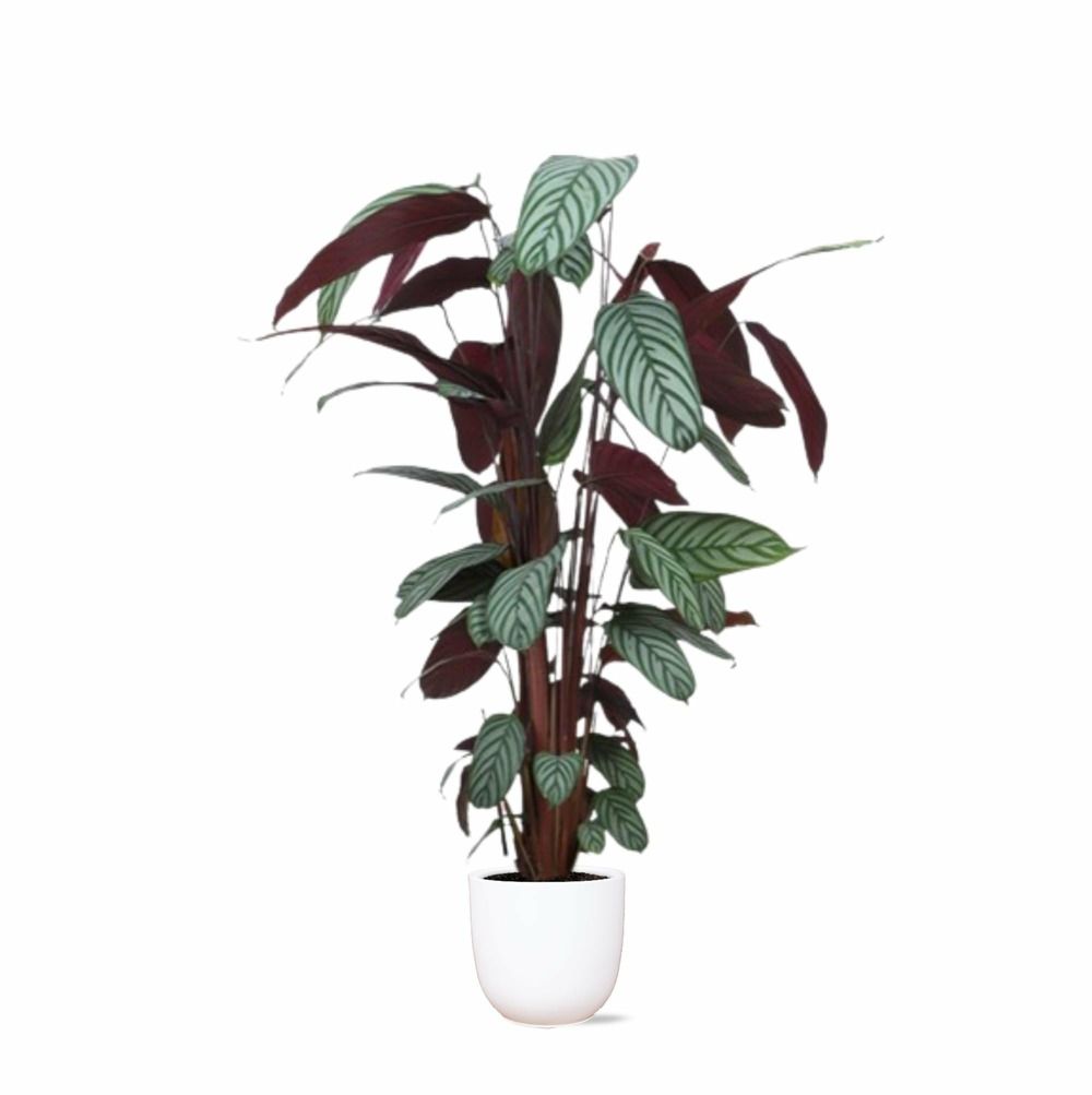 Ctenanthe oppenheimiana et son pot blanc - hauteur 27cm