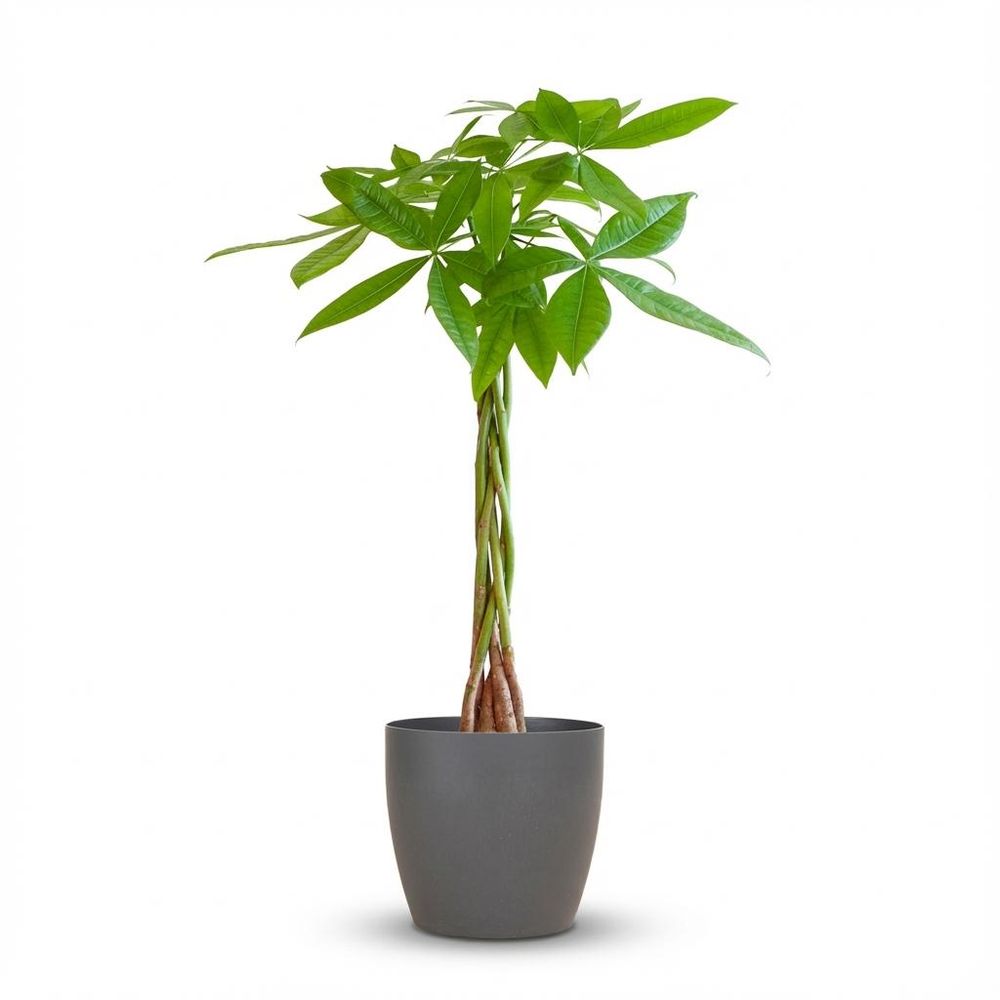Pachira aquatica - pot de 21cm - hauteur 80cm