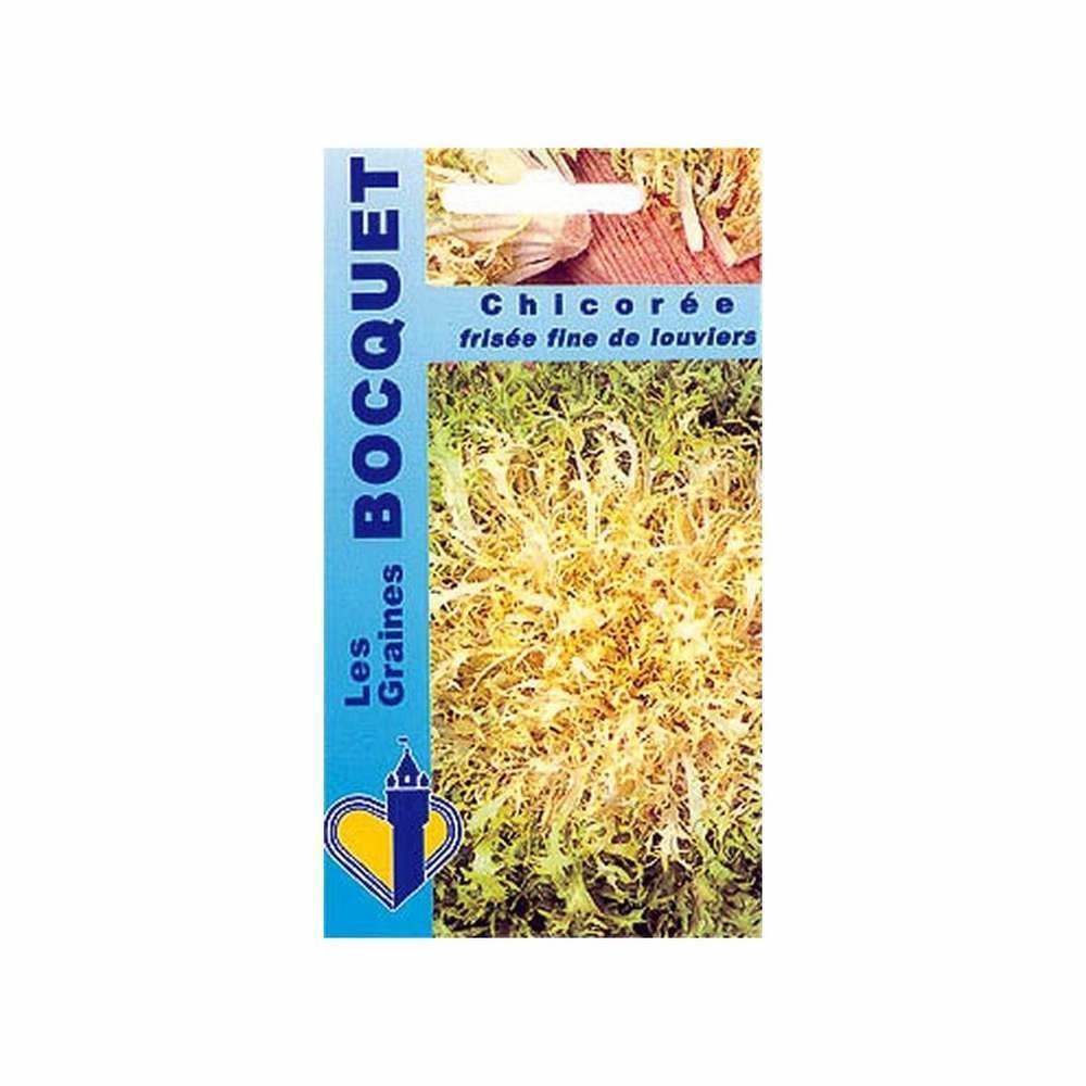 Graines de chicorée frisée fine de louviers