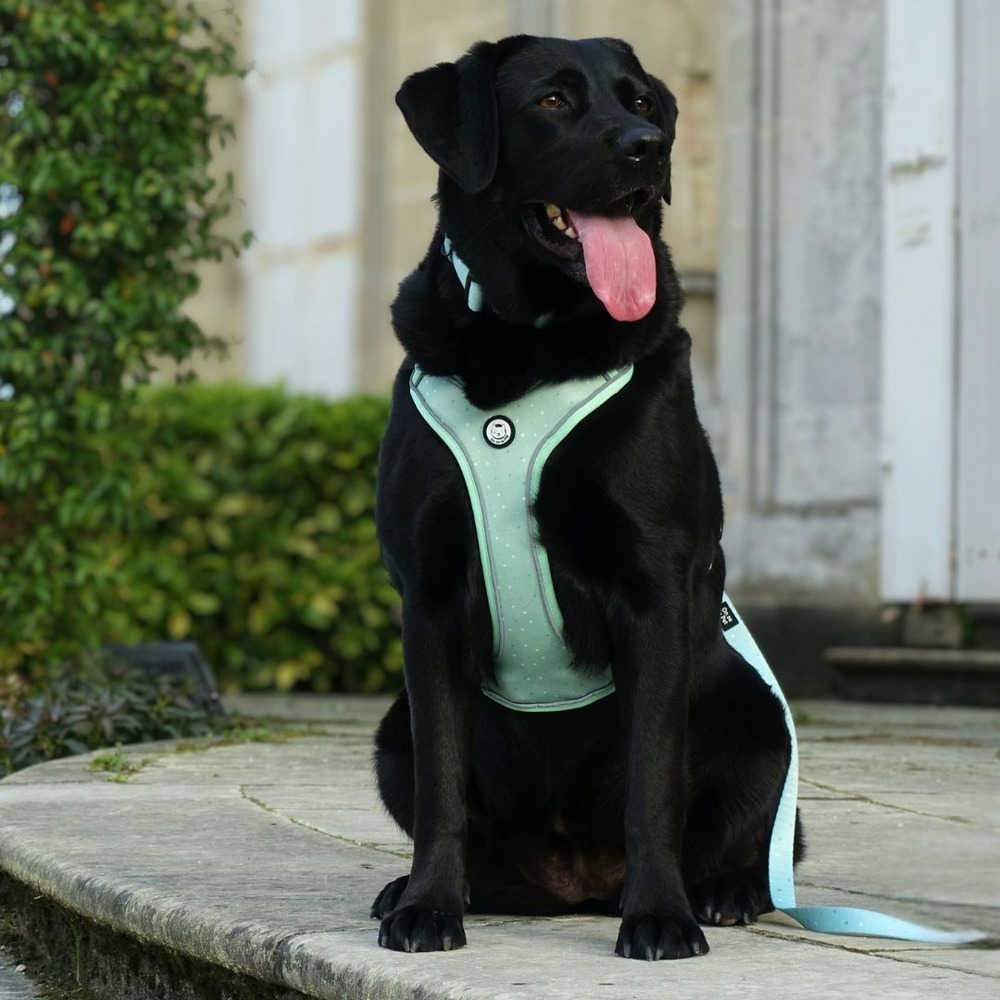 Harnais premium pour chien confortable - vert pastel - taille m