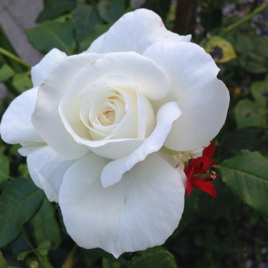 Rosier grimpant blanche colombe® 'delgribla' pot de 3l - touffe