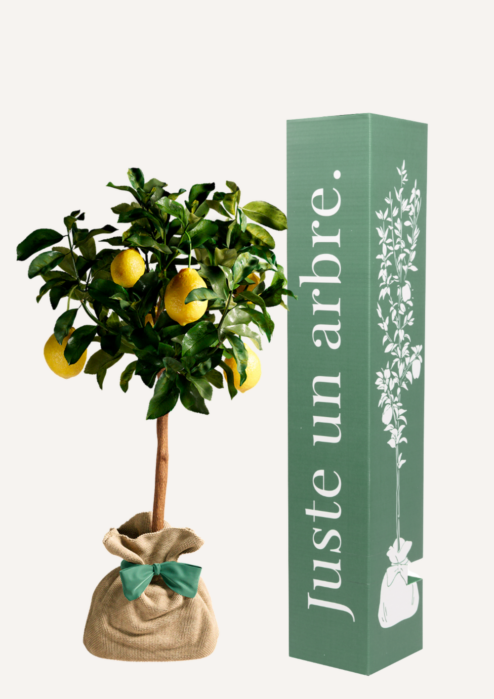 Citronnier des 4 saisons |idée cadeau : naissance, mariage, anniversaire - à planter en intérieur ou extérieur.