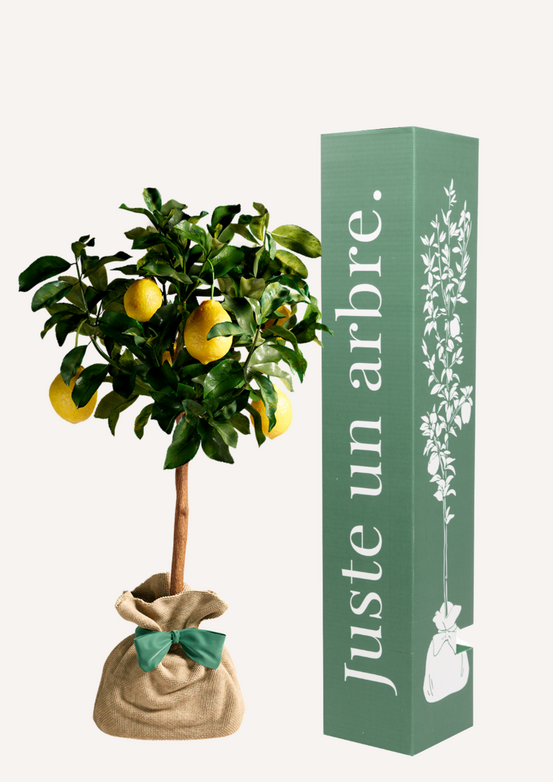 Citronnier des 4 saisons |idée cadeau : naissance, mariage, anniversaire - à planter en intérieur ou extérieur.