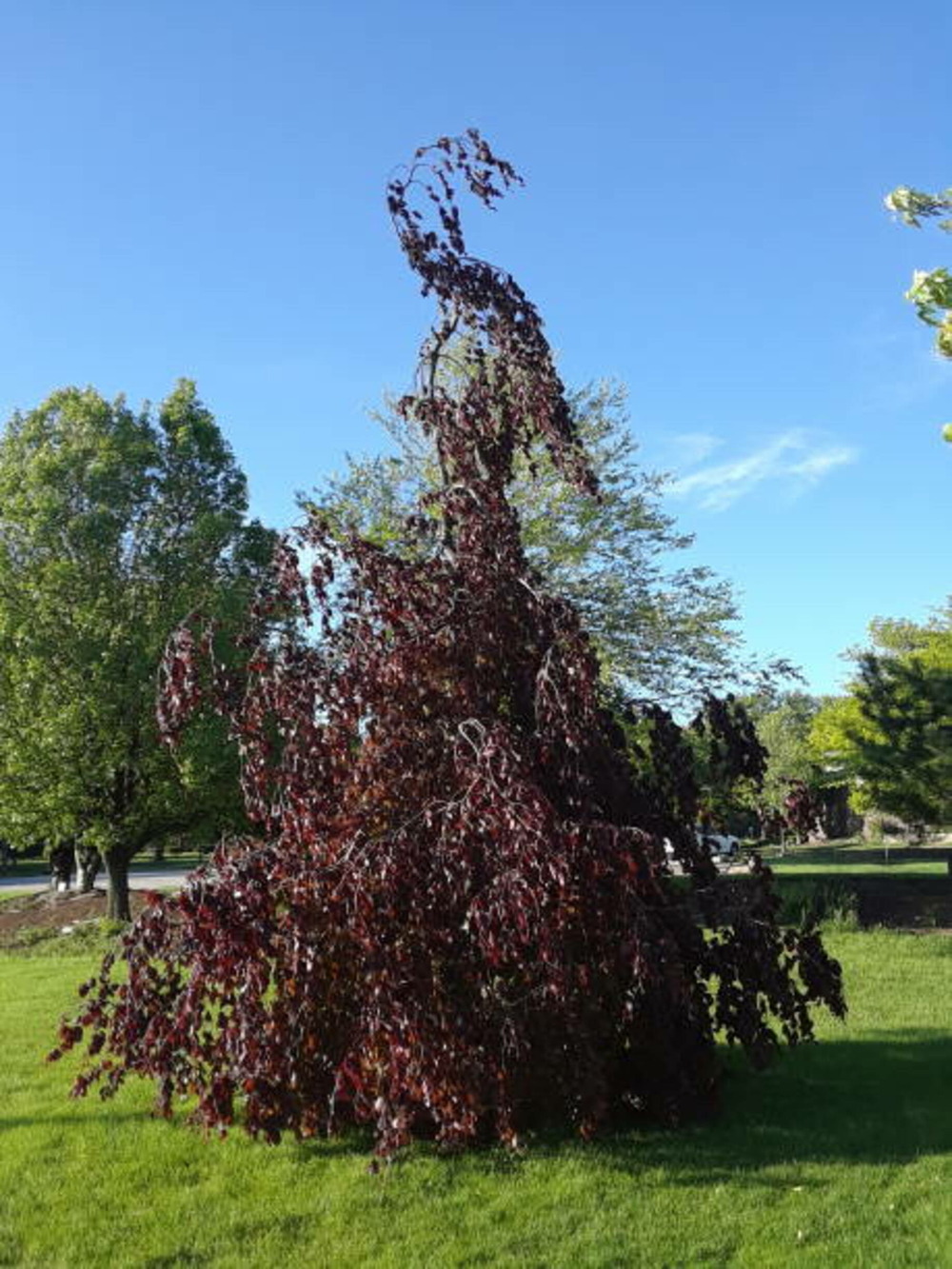 Fagus sylvatica purpurea pendula c15l baliveau 150/250 cm (hors pot)