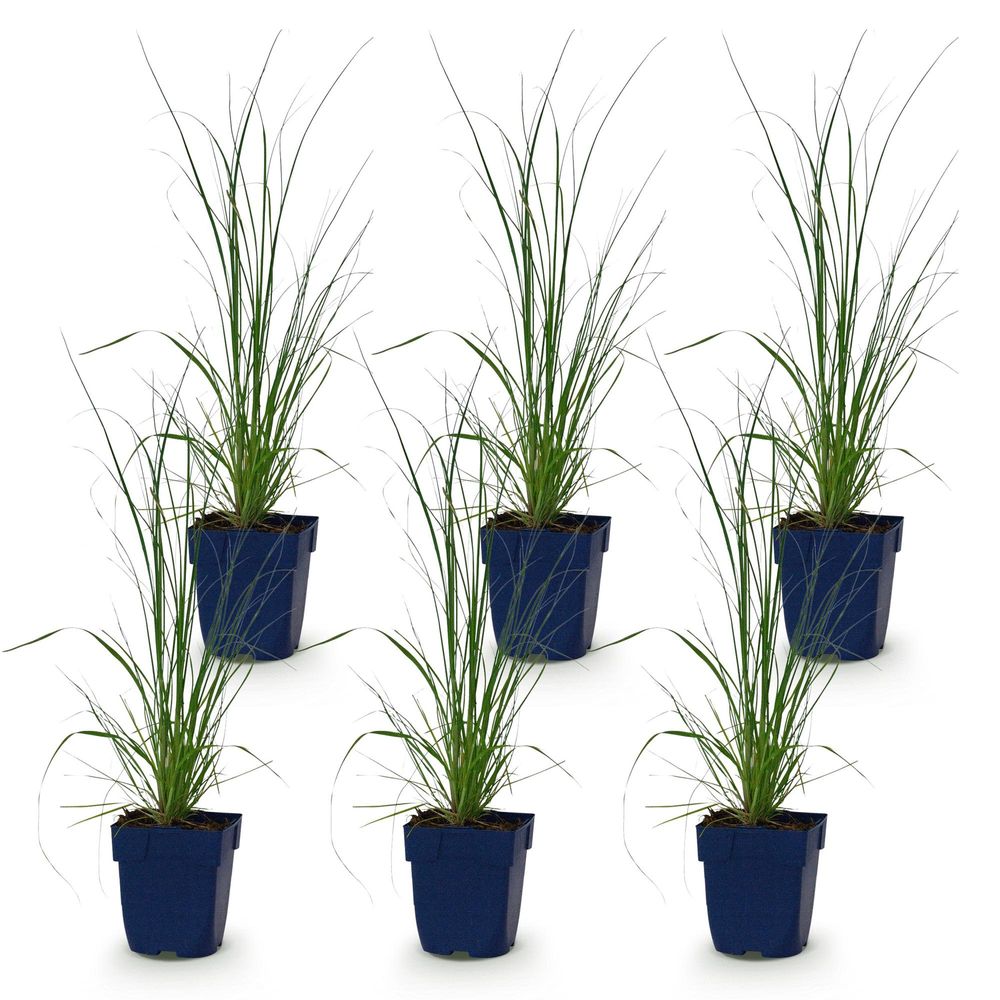 Cortaderia 'pumila' - lot de 6 - pot 11 cm - hauteur 25 cm - plante d'extérieur