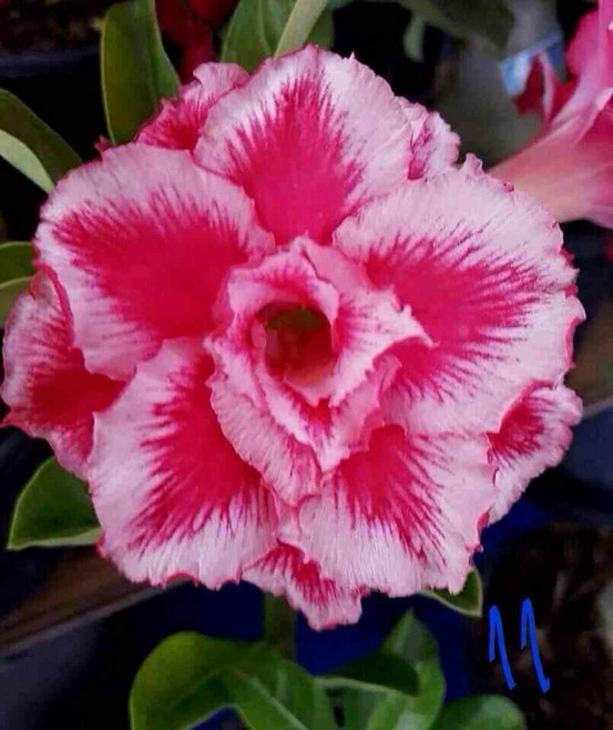 Adenium obesum cv.arc-en-ciel caudex d'environ 150g