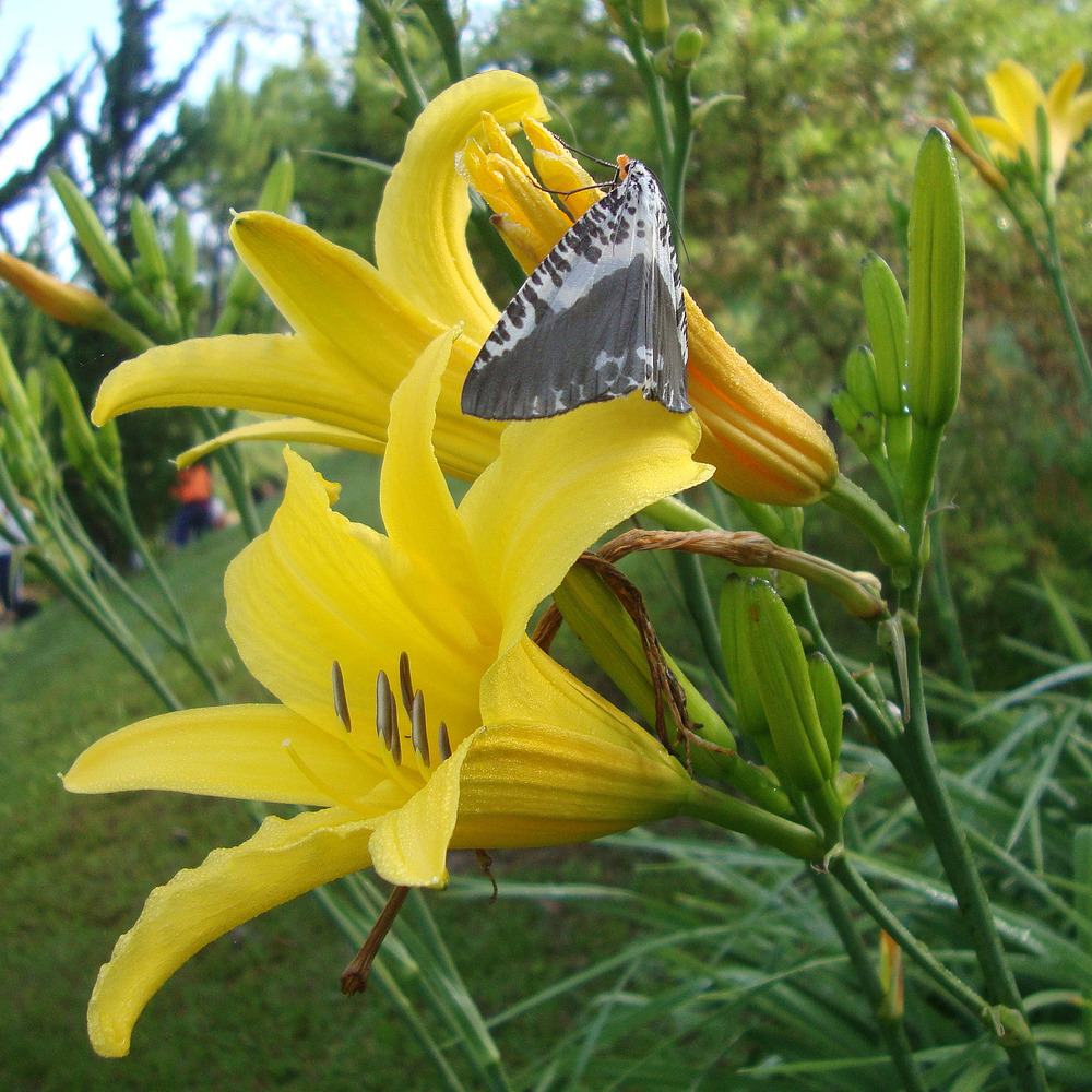 Lis d'un jour, hémérocalle à fleurs d'asphodèle godet de 8/9 cm