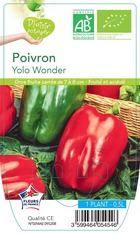 Poivron yolo wonder rouge  -plant ab  en  pot 0.5 l- plante du jardin