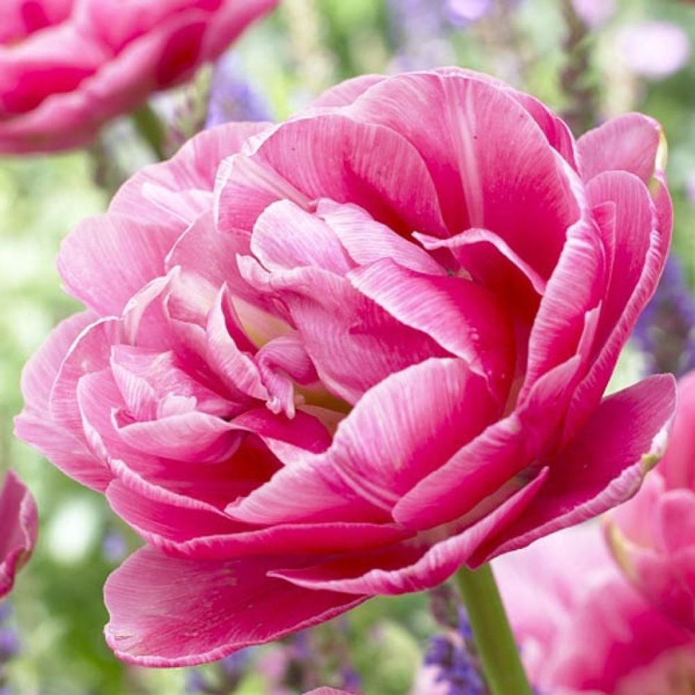 Tulipe double tardive 'aveyron' bulbe calibre 11+ (par 10)