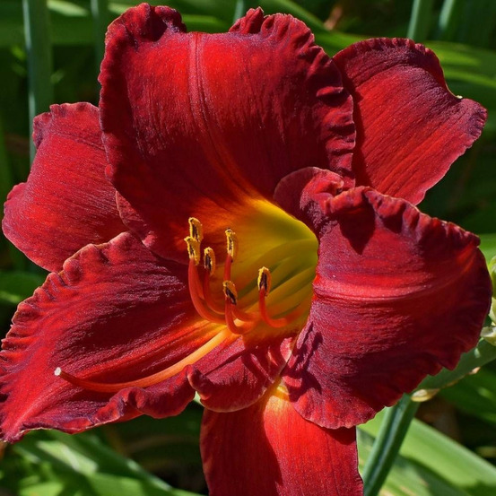 Hémérocalle pardon me godet - 5/20 cm