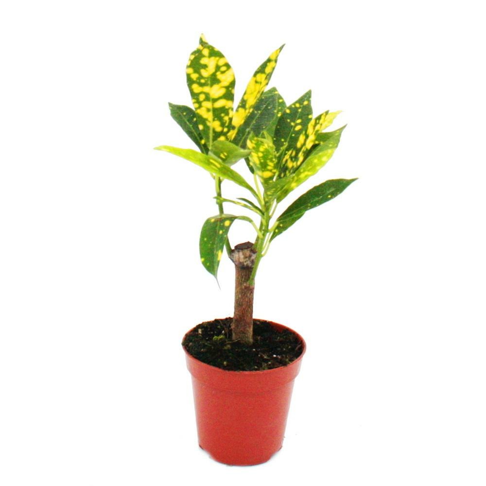Mini-plante - croton - codiaeum - arbuste merveilleux - idéal pour les  petits bols et verres - petite plante en pot de 5,5 cm