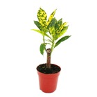 Mini-plante - croton - codiaeum - arbuste merveilleux - idéal pour les petits bols et verres - petite plante en pot de 5,5 cm
