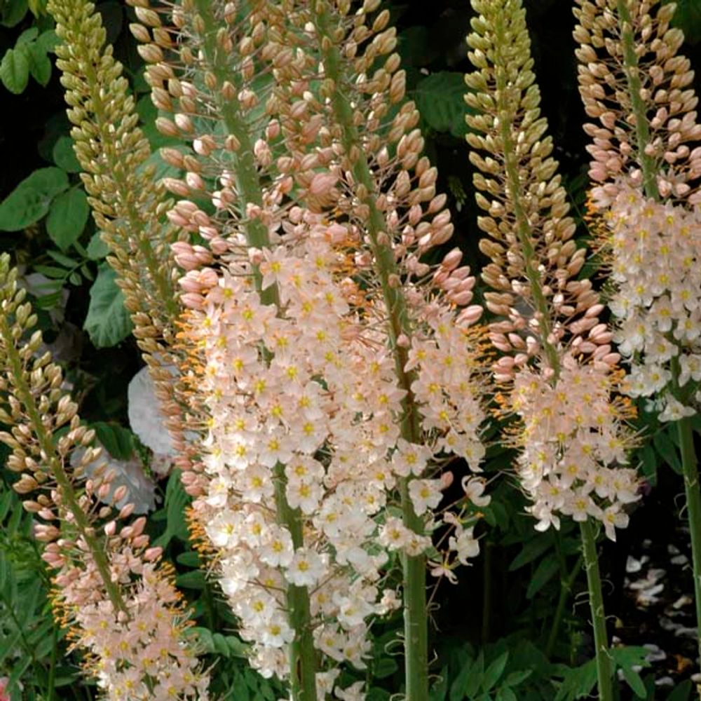 Eremurus robustus pot de 4l/5l calibre i