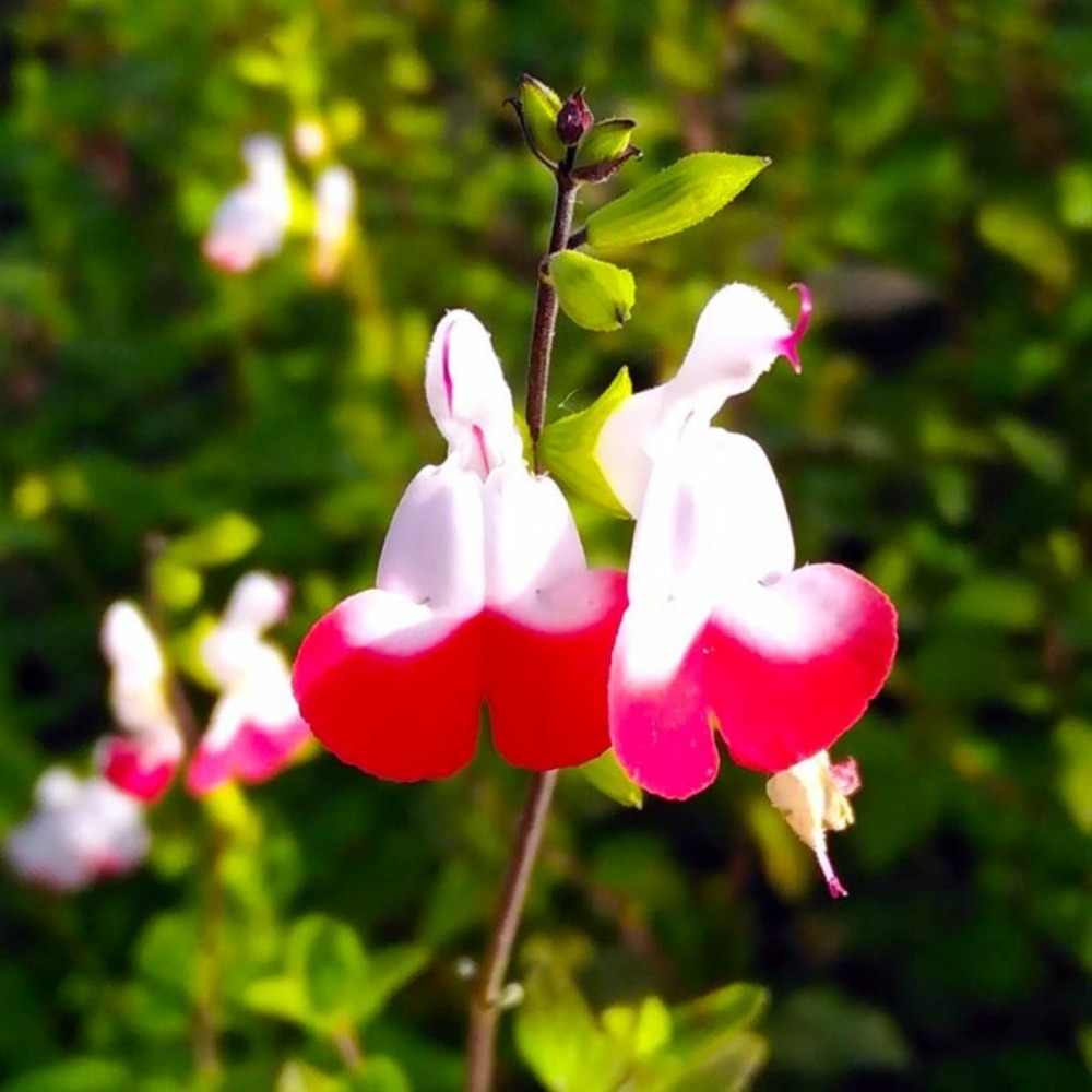 2 Sauges 'Hot Lips' (Salvia Microphylla 'H…