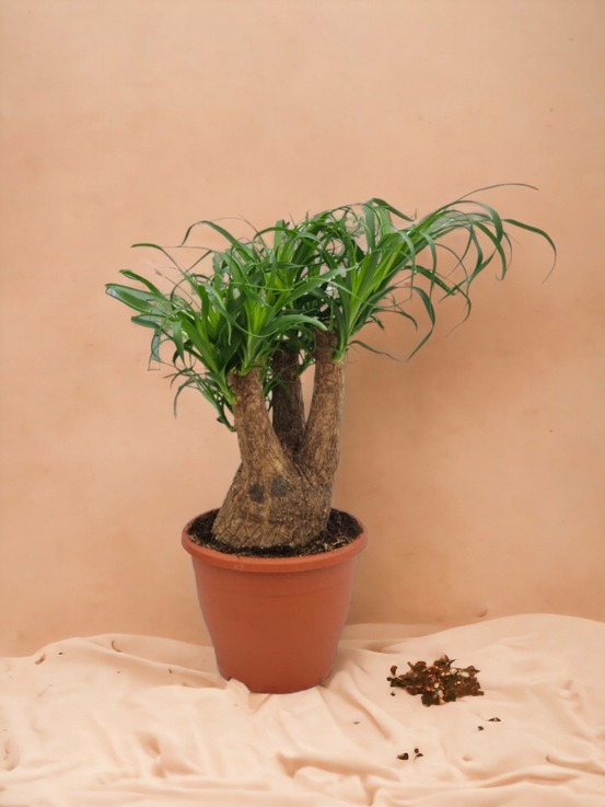 Beaucarnea nolina