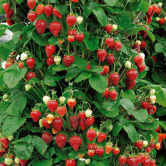 Fraisier grimpant et remontants mount everest - le paquet de 5 racines nues, vendu par lot de 2