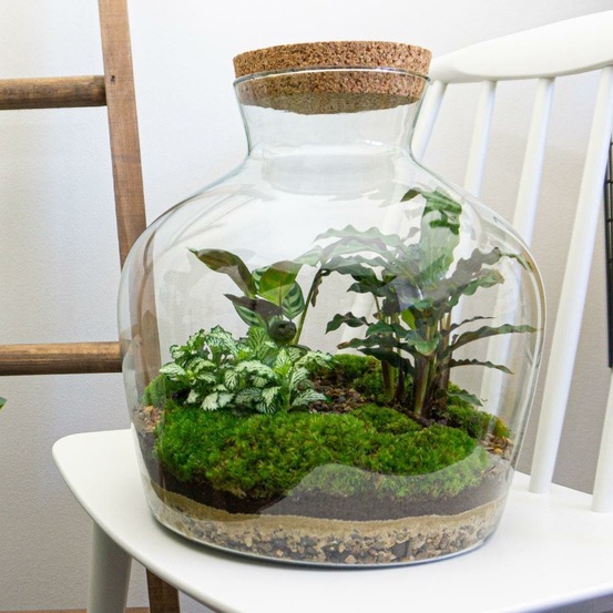 Diy terrarium - fat joe - h30 cm - ø30 cm
