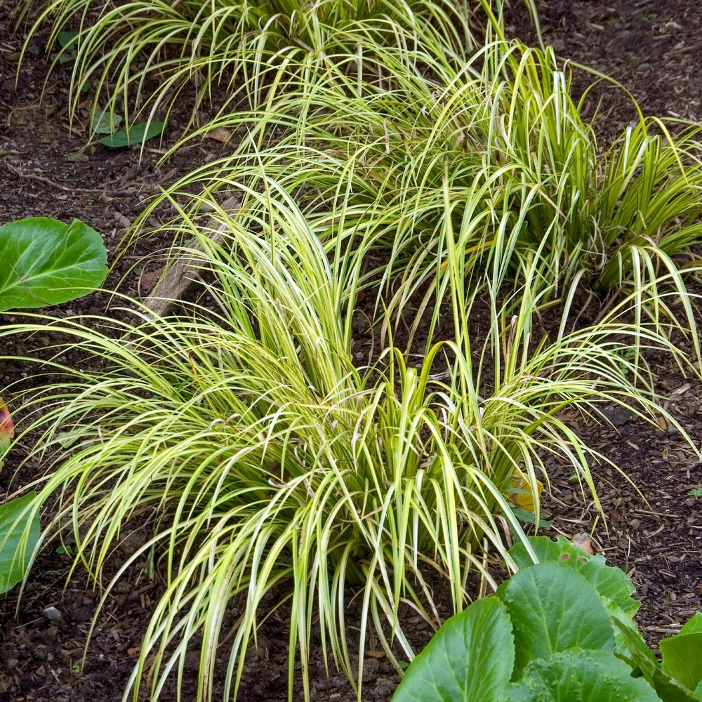 Jonc japonais panaché - le pot / ø 9cm