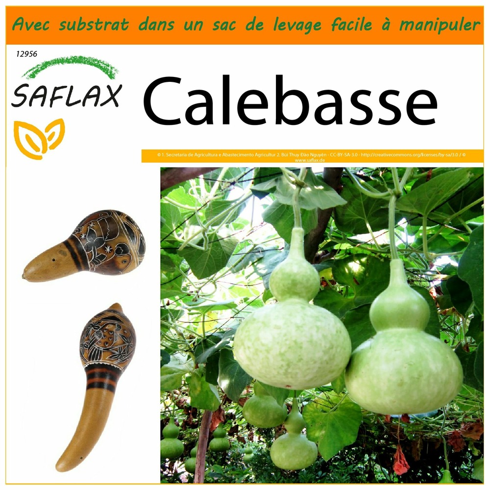 Garden in the bag - calebasse - 15 graines - lagenaria siceraria