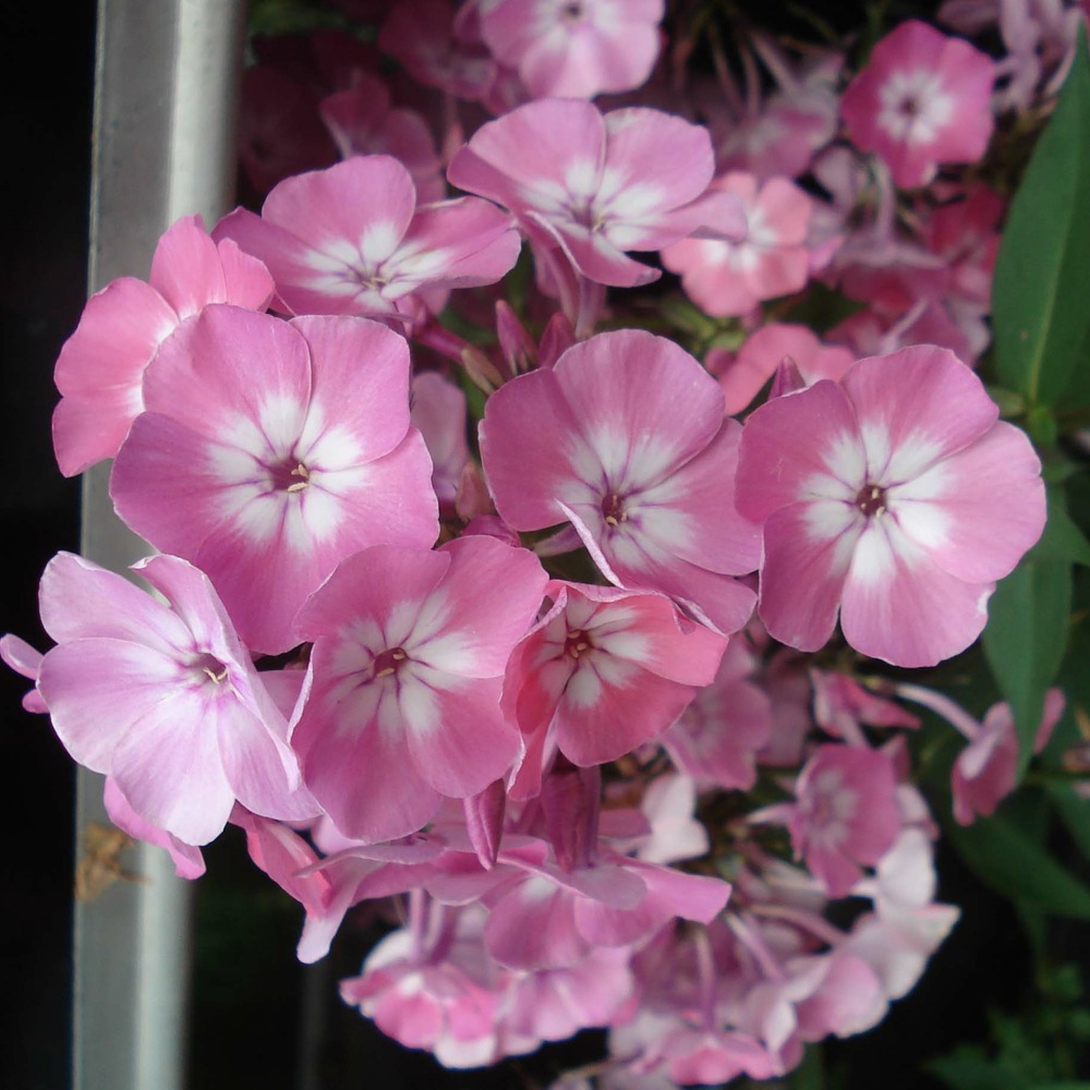 Phlox 'pink eye flame' godet de 8/9 cm