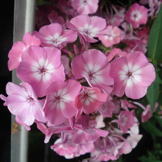 Phlox 'pink eye flame' godet de 8/9 cm
