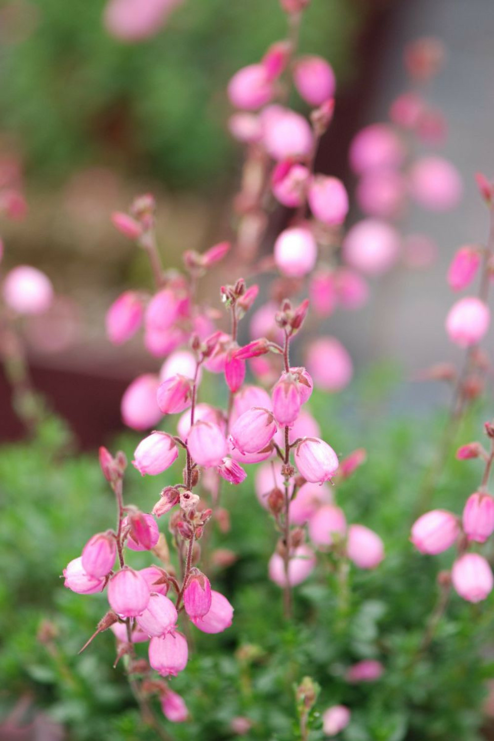 Bruyère d'irlande 'annika' - en pot de 2 litres
