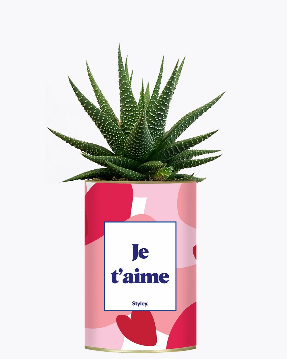 Plante à message - aime - saint valentin - cactus