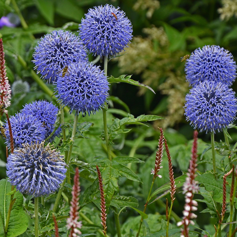 Boules azurées veitchs blue - le paquet de 3 racines nues