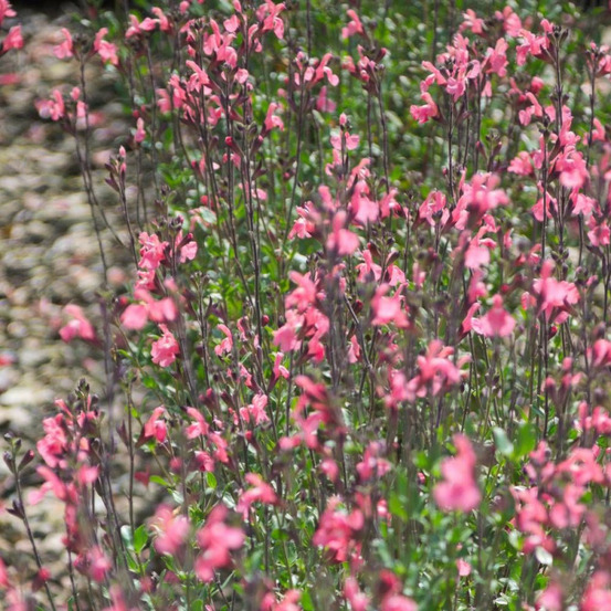 Sauge d'automne mirage™ soft pink pot de 4l - 40/60 cm