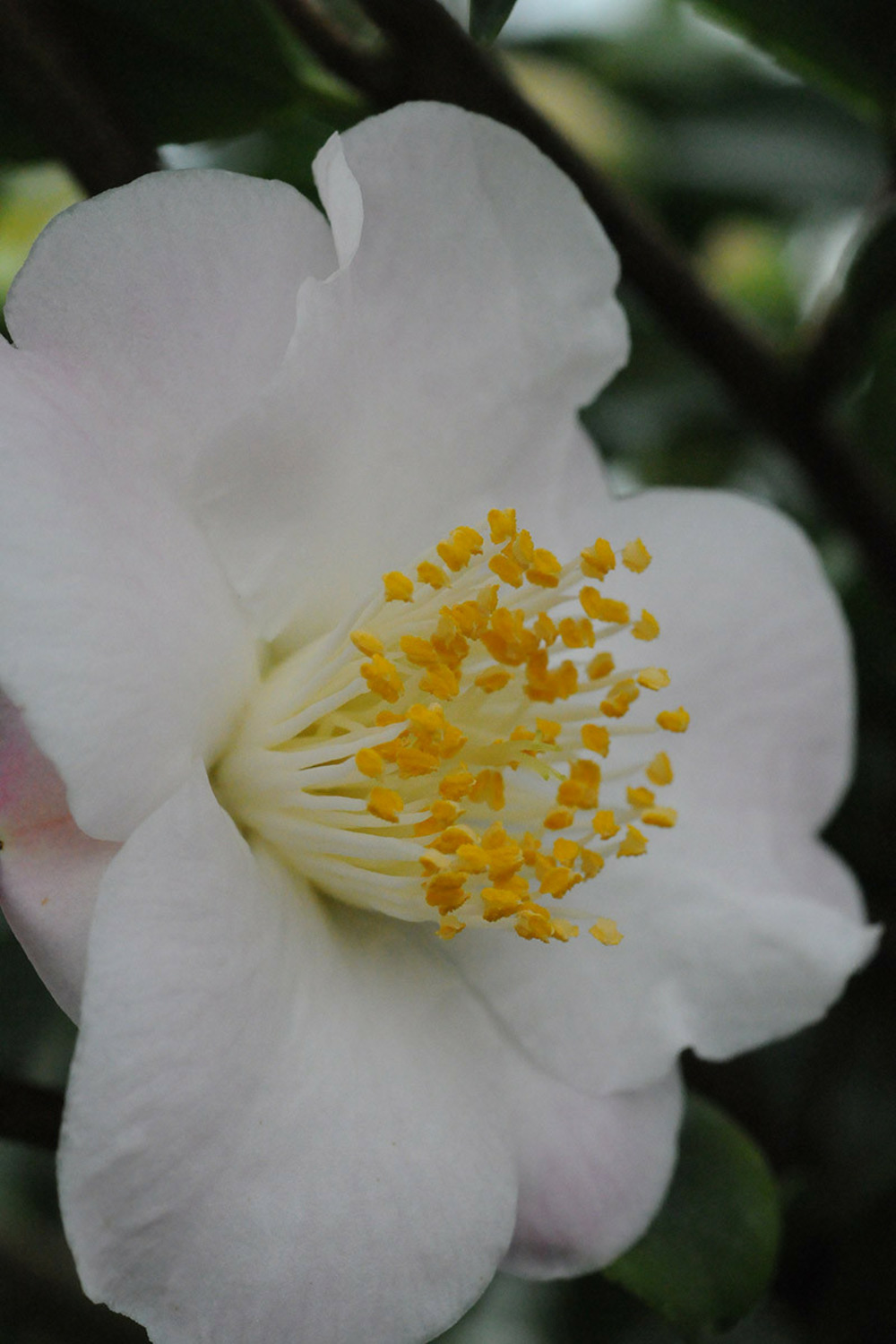 Camélia 'spring mist' - en pot de 1 litre