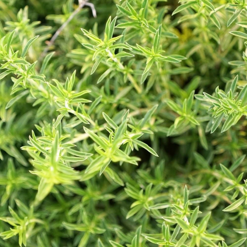 Graines de sarriette annuelle - vilmorin sachet