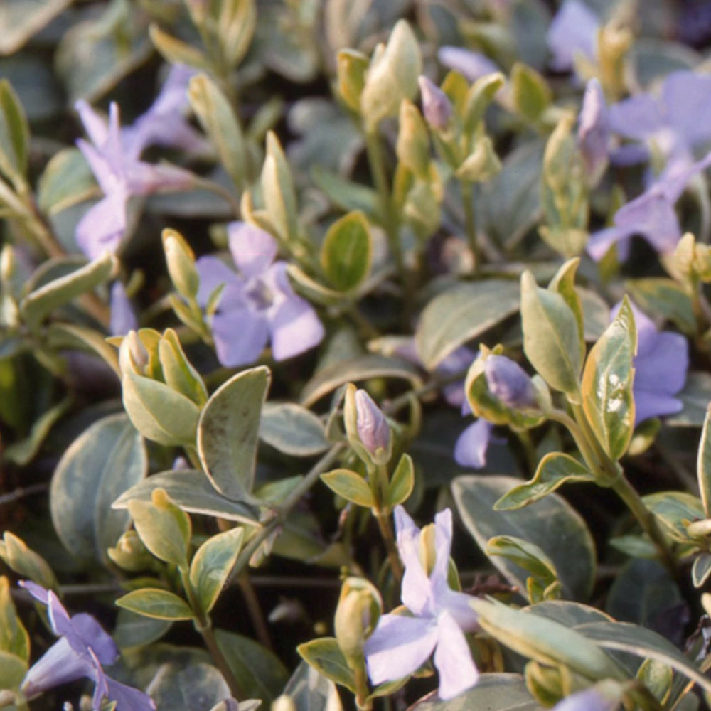 Pervenche argenteovariegata lot de 5 godets