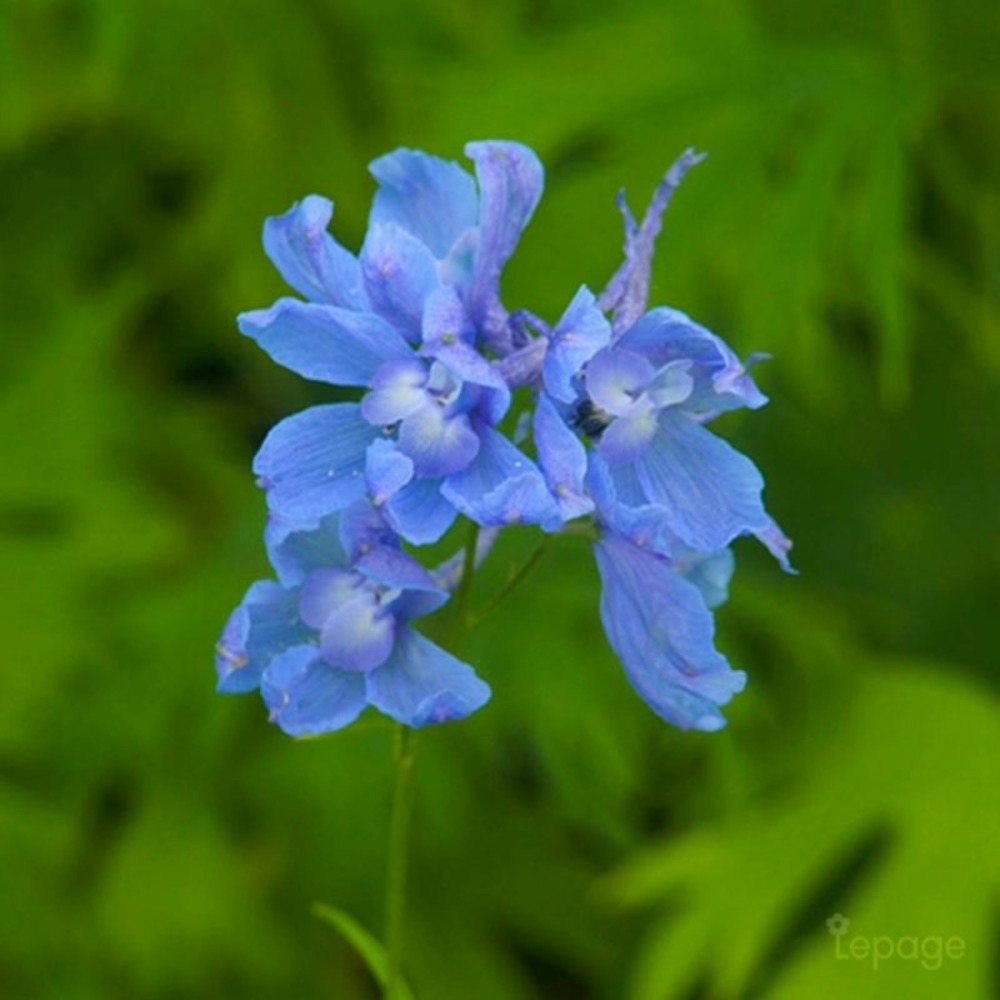 3 pieds d'alouette 'cliveden beauty' (delphinium 'cliveden beauty')