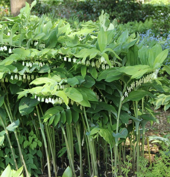 Sceau de salomon 'weihenstephan' godet de 8/9 cm