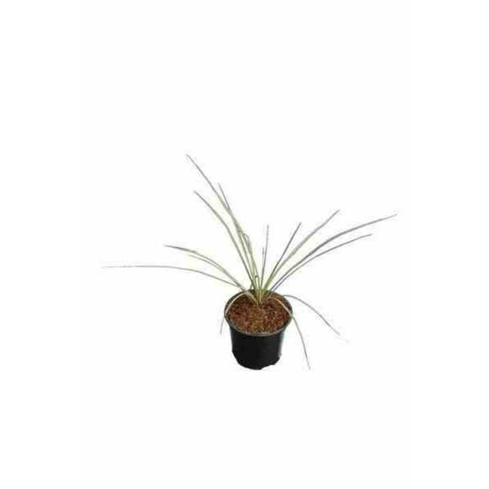 Yucca rostrata pot de 25l 100-125 cm. Tr. 050-060cm.