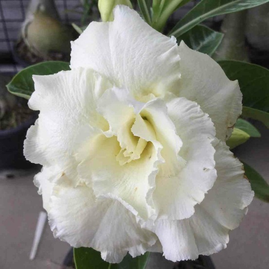 Adenium obesum cv.jaune sapjaréen caudex d'environ 2000g 25/30cm très gros caudex