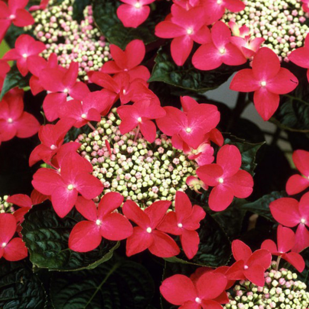 2 x hortensia 'teller red' - hydrangea 'teller red'  - 25-30 cm pot
