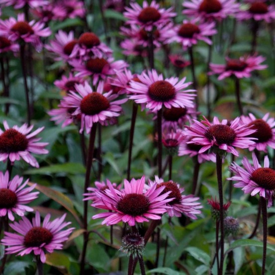 Rudbeckia pourpre 'fatal attraction' pot de 2l/3l
