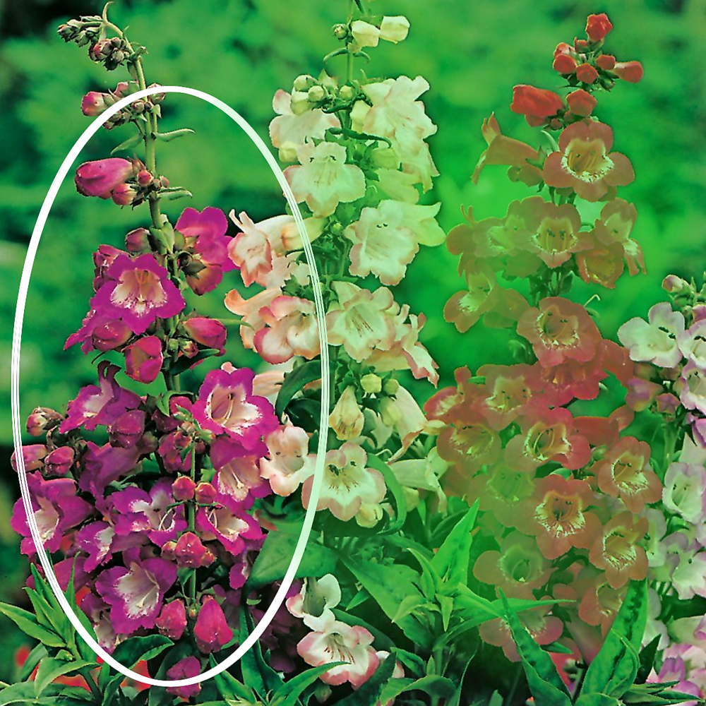 Penstemon gloire des 4 rues - 2 godets plante vivace