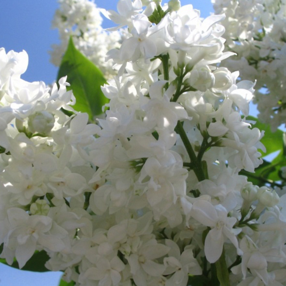 Lilas commun 'mme lemoine' - syringa vulgaris 'madame lemoine' - 60-80 cm pot