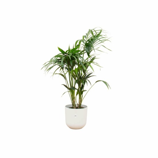 Palmier kentia 160cm et son pot blanc 26cm - hauteur 160cm