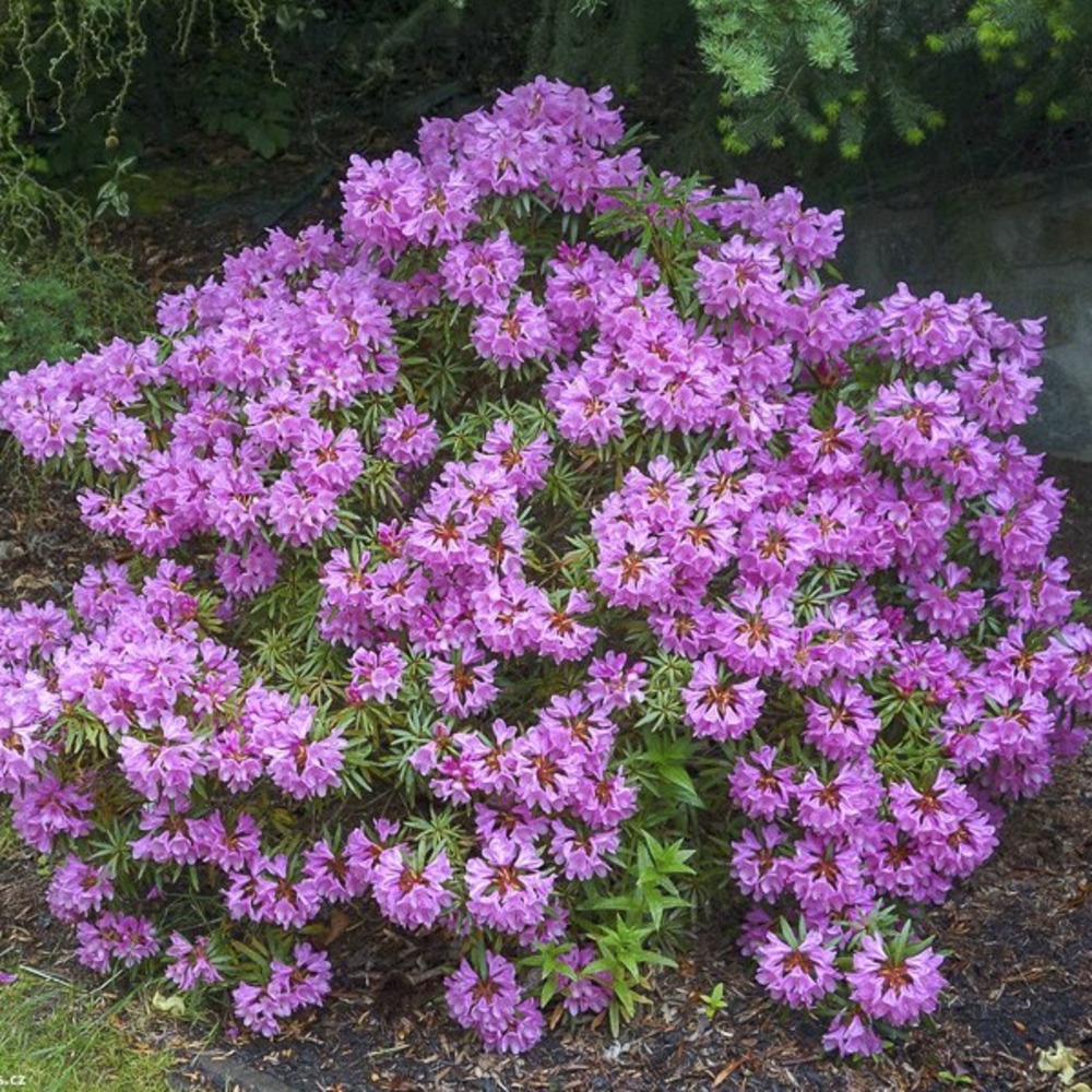 Rhododendron 'graziella' pot de 3l/4l