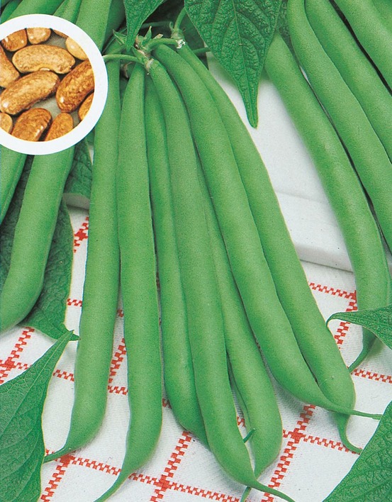 Haricot nain contender - 150 g