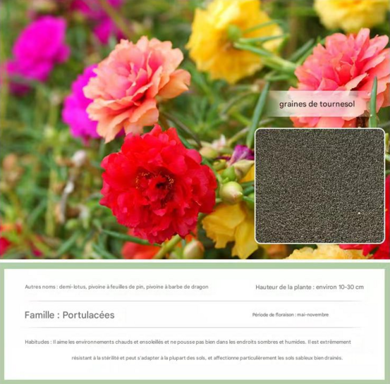 Dtopbuyage - graines de tournesol 10 000