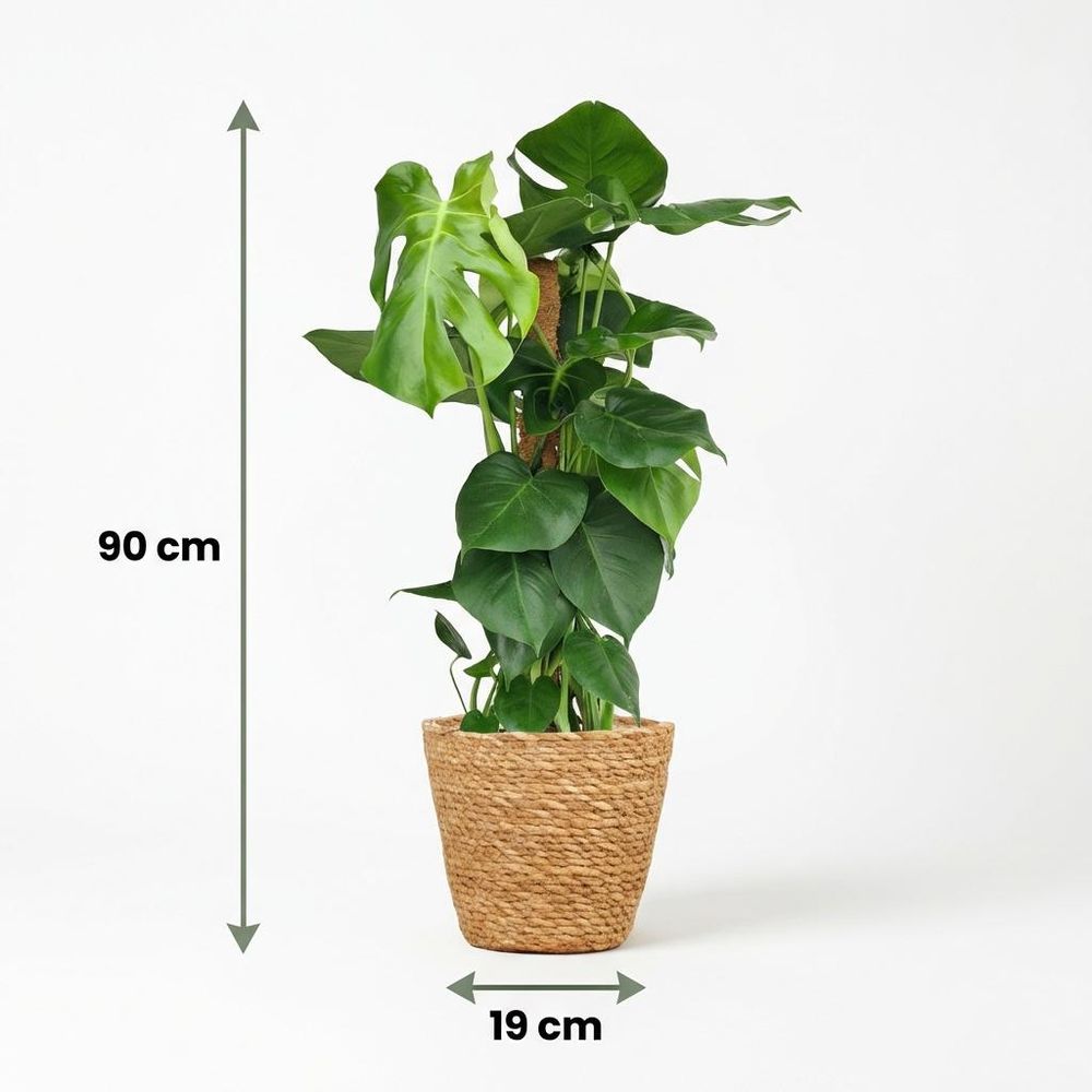 Monstera deliciosa avec tuteur - pot de 19cm - hauteur 90cm