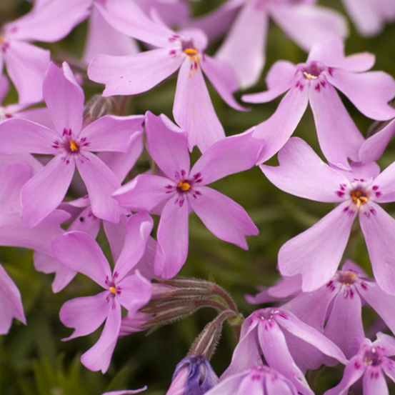 Phlox nain moerheimii, phlox mousse lot de 3 godets