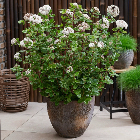 Viorne, laurier tin rock 'n rolla®, viburnum pot de 3l - 20/40 cm