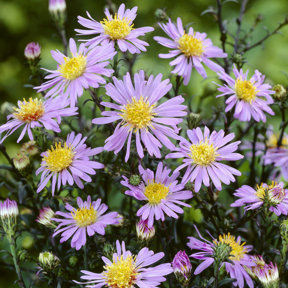 Aster géant d'automne calliope - le pot / ø 9cm